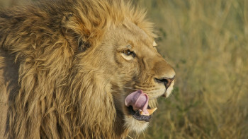 Фотография к новости: Үй арыстаны иесін талап өлтіріп, жеп қойды