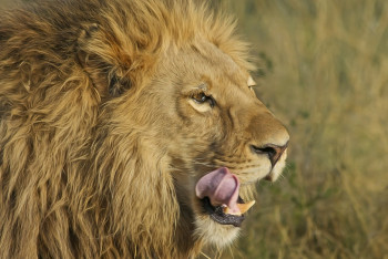 Үй арыстаны иесін талап өлтіріп, жеп қойды