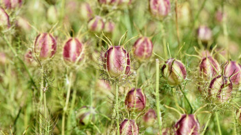 Фотография к новости: Қазақстанда қарасора қайда өсірілетіні анықталды