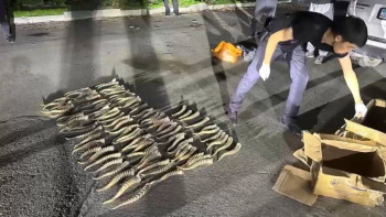 Фотография к новости: Жетісу облысында киік мүйіздерін заңсыз сатқан теміртаулық ұсталды