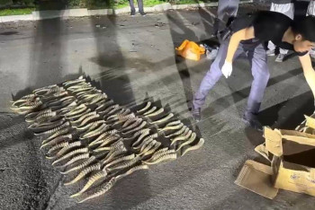 Фотография к новости: Жетісу облысында киік мүйіздерін заңсыз сатқан теміртаулық ұсталды