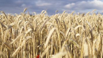 Фотография к новости: Ақмола астығы Еуропа нарығына шықты