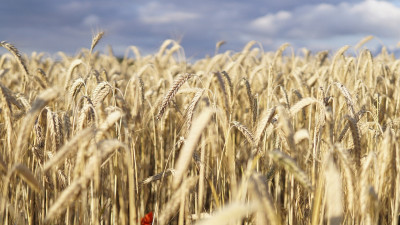 Ақмола астығы Еуропа нарығына шықты