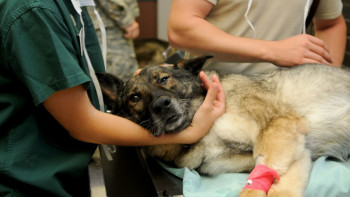 Фотография к новости: Жыл басынан бері жалақы алмаған ветеринарларға 280 млн теңге төленді