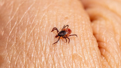 Алматыда 900-ден астам адамды кене шаққан