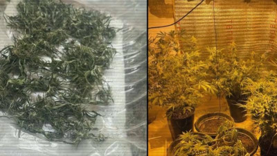 Қызылорда облысында өз үйінде фитозертхана ұйымдастырғандар ұсталды