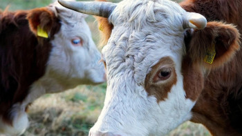 Фотография к новости: Қазақстанда бұқаларды экспорттауға уақытша тыйым салынды