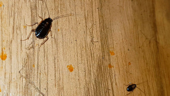 Фотография к новости: Тарақандарға шағымданғаннан кейін аурухананың балалар бөлімі жабылды