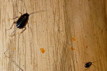 Тарақандарға шағымданғаннан кейін аурухананың балалар бөлімі жабылды