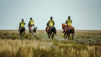 Фотография к новости: Қостанай тұқымды жылқылар ең жүйрік атанды