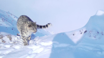 Фотография к новости: Катон-Қарағайда Қызыл кітапқа енген қар барысы фототұзаққа түсті