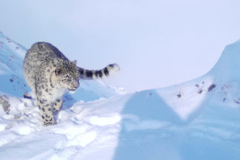 Фотография к новости: Катон-Қарағайда Қызыл кітапқа енген қар барысы фототұзаққа түсті