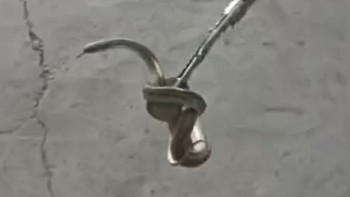 Фотография к новости: Таразда тұрғын үйден жылан шықты