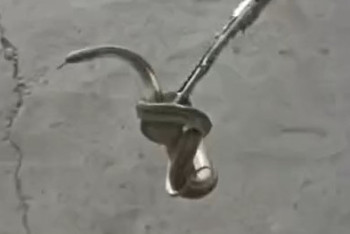 Фотография к новости: Таразда тұрғын үйден жылан шықты