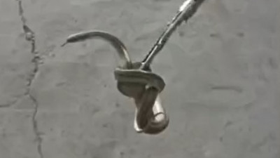 Таразда тұрғын үйден жылан шықты