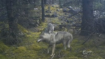Фотография к новости: Көлсай паркінде ерекше жағдай тіркелді