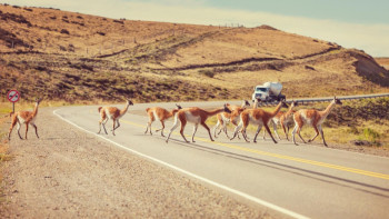 Фотография к новости: Қарағанды облысында жеңіл көлік киіктермен соқтығысты: бір адам зардап шекті