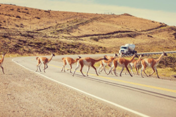 Фотография к новости: Қарағанды облысында жеңіл көлік киіктермен соқтығысты: бір адам зардап шекті
