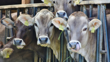 Фотография к новости: Түркістан облысында 271 млн теңге көлемінде заңсыз субсидия алынған