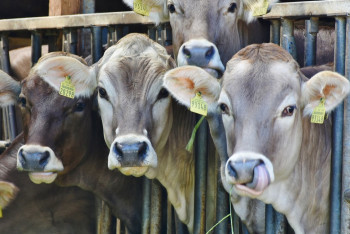 Фотография к новости: Түркістан облысында 271 млн теңге көлемінде заңсыз субсидия алынған