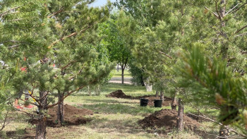 Фотография к новости: Биыл Астанада 10 мың ағаш егіледі