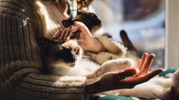 Фотография к новости: Енді үй жануарларының сандық төлқұжаты eGov Mobile қосымшасында қолжетімді