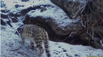 Фотография к новости: Алматы облысында қар барысы фототұзаққа түсіп қалды