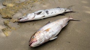 Фотография к новости: Ақтөбедегі Елек өзенінде балық қырылып жатыр