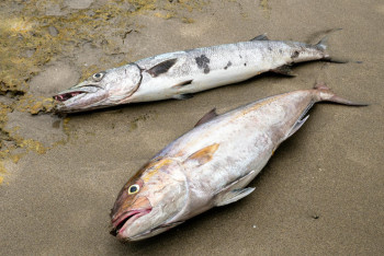 Фотография к новости: Ақтөбедегі Елек өзенінде балық қырылып жатыр