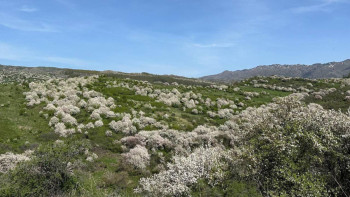 Фотография к новости: Жоңғар Алатауында Сиверс алмасы ең көп шоғырланған орман орналасқан