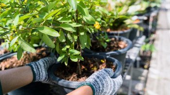 Фотография к новости: 520 млн теңге залал келтірген: «Семей орманынан» көшет ұрлағандар сотталды