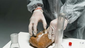 Фотография к новости: Шымкентте марихуана өндіретін фитозертхана анықталып, 83 шелек есірткі тәркіленді