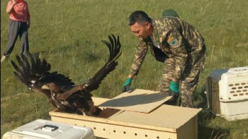 Фотография к новости: Жетісуда төрт бүркіт табиғи ортаға жіберілді