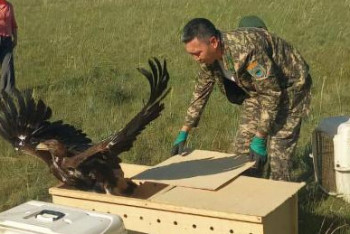 Фотография к новости: Жетісуда төрт бүркіт табиғи ортаға жіберілді