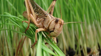 Фотография к новости: Шегірткемен күрес. Қызылорда облысында 10 мың га жерге  дәрі себілді