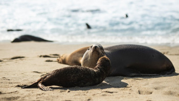 Фотография к новости: Каспий жағалауында тағы да жүзден астам итбалық өлексесі табылды