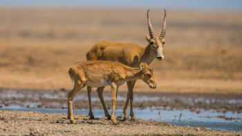 Фотография к новости: "Бөкейорда" табиғи резерватының басшысы ұсталды
