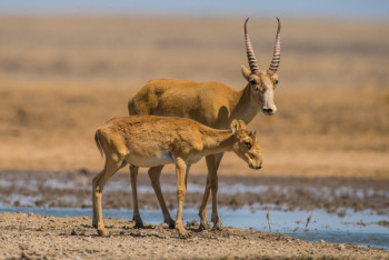 Фотография к новости: "Бөкейорда" табиғи резерватының басшысы ұсталды