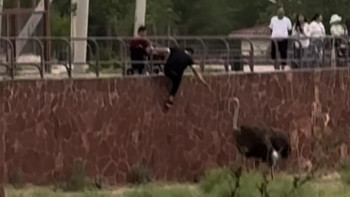 Фотография к новости: Алматыдағы зоосаябақта түйеқұсты теуіп, жануарларды үркіткен ер адам іздестіріліп жатыр