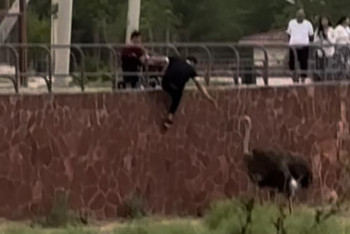 Алматыдағы зоосаябақта түйеқұсты теуіп, жануарларды үркіткен ер адам іздестіріліп жатыр