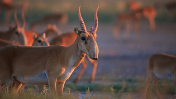 Фотография к новости: Киік популяциясы: Фермерлерге қандай көмек көрсетіледі