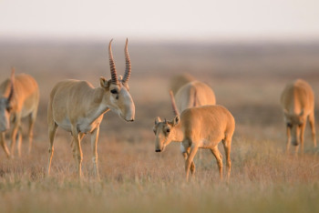 Фотография к новости: Қазақстанда киік саны қаншаға жетті