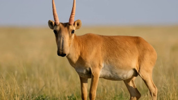 Фотография к новости: Ақмолалық шаруа киіктердің өнім алуға кесірі тиіп жатқанын айтты