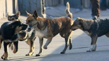 Фотография к новости: Бұралқы иттерді аулауға және жоюға 129 млн теңге бөлінген