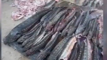 Фотография к новости: Жаңаөзен тұрғыны жарты тонна бекіре балығын заңсыз сақтаған