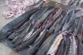 Фотография к новости: Жаңаөзен тұрғыны жарты тонна бекіре балығын заңсыз сақтаған