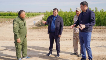 Фотография к новости: Түркістандағы "Жасыл белдеу" жайқалып келеді