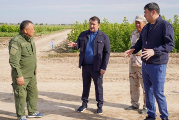 Фотография к новости: Түркістандағы "Жасыл белдеу" жайқалып келеді