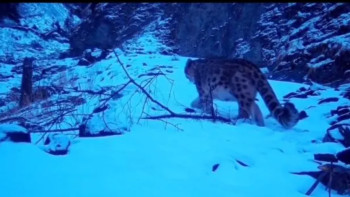 Фотография к новости: Фототұзақ: Ұлттық саябақтарда Қызыл кітапқа енген барыс пен қоңыр аю көзге түсті