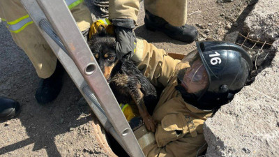 Терең шұңқырға түсіп кеткен ит құтқарылды